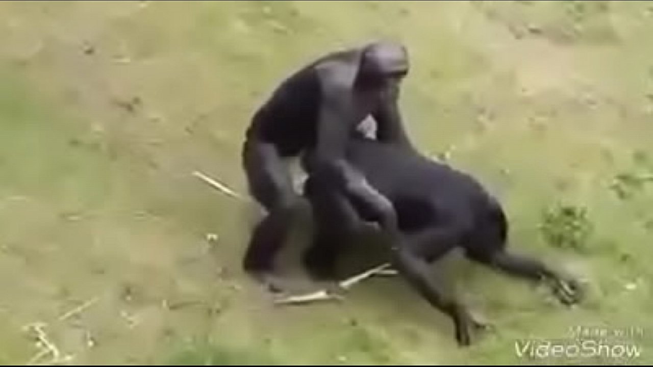Flagra gostoso do macaco fazendo sexo com macaca
