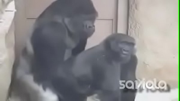 Macaco transando com uma macaca fêmea na natureza